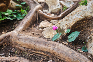 wild cyclamen on a root, cala fuili, sardinia, Italy
