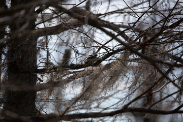 Yellow-Rumped Warbler Landing on a Tree Limb