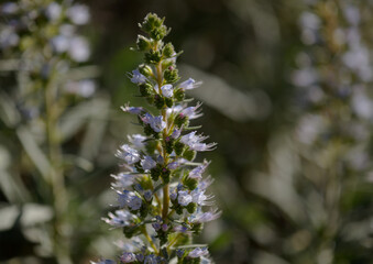 Flora of Gran Canaria -  flowers of Echium onosmifolium, black bugloss, endemic to the island, natural macro floral background
