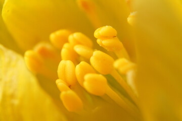 Fototapeta premium Macro close-up of the stamens of a yellow winter aconite flower (eranthis)