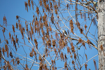 Male Yellow-Rumped Warbler