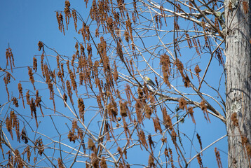 Curious Male Yellow-Rumped Warbler