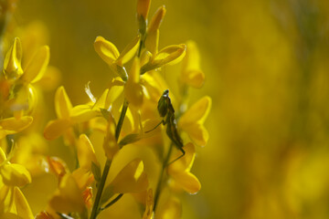 Flora of Gran Canaria -  bright yellow flowers of Teline microphylla, broom species emdemic to the island, and small mantis Ameles gracilis, endemic to the Canary Islands,
natural macro background
