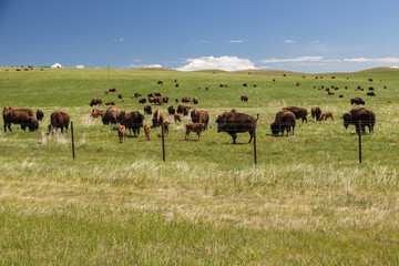 Bison herd grazing in Montana