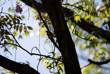 Yellow-Rumped Warbler