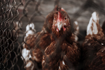 Portrait of a hen behind bars in a hen house. The chicken looks at the camera