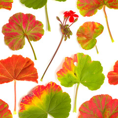 Geranium leaf caught in a spell of frost and partially turned, red, seamless repeatable pattern