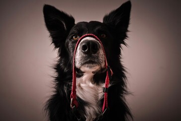 perro border collie, blanco y negro 