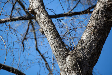Male Yellow-Bellied Sapsucker