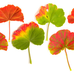 Geranium leaf caught in a spell of frost and partially turned, red, seamless repeatable pattern