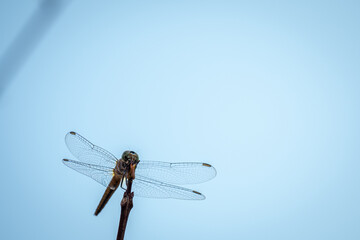 The dragonfly on the twigs.