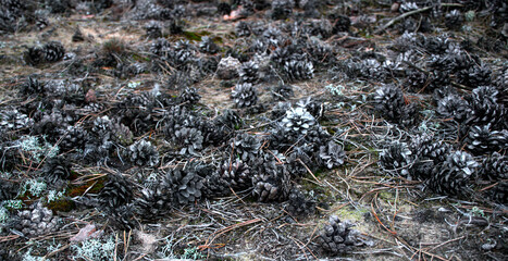 cones lying on the ground, light green moss