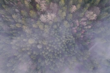 Nadelwald im Neben von oben (Droneshot Fichtelgebirge)