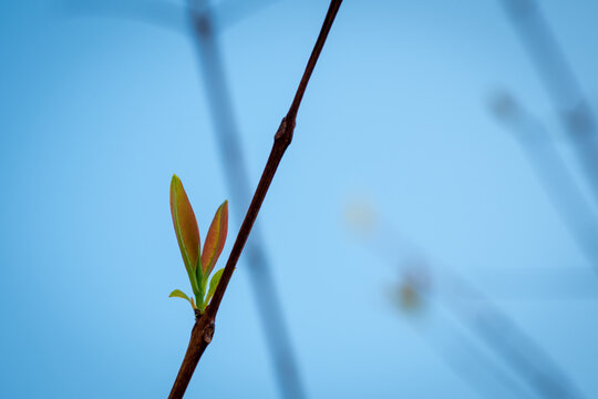 Fresh young green leaves of twig tree growing in spring. Beautiful leaf natural background.