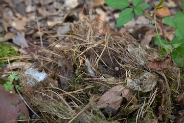 Carolina Wren Nest
