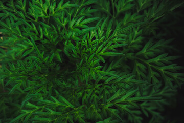 Naklejka na ściany i meble Dark green Botanical ferns leaves nature background.