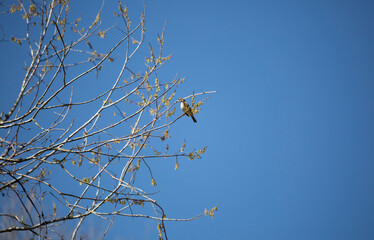White-Throated Sparrow in a Tree