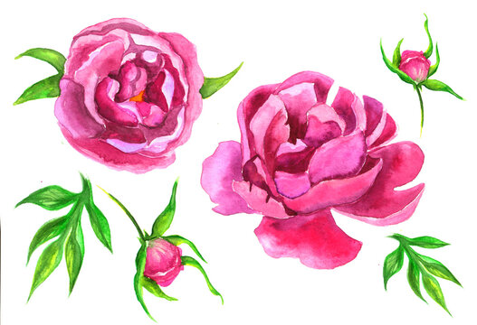 watercolor plant illustration set of pink peony flower