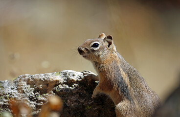 Chipmunk on the rock, Colorado