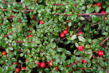 Full frame close-up view of a section of an area with wet evergreen ground cover plants with red berries after a winter rain