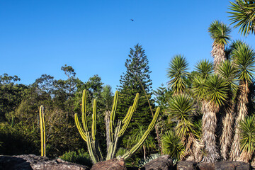 Joshua trees and cacti and other semi-tropical plants in botanical garden with large boulders in...