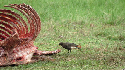 Pied starling looking for scraps, Vulture's restaurant,  Golden Gate Highlands National Park, Free State, South Africa