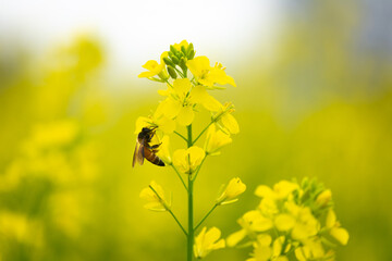 Honey Bee collecting pollen on yellow mustard flower