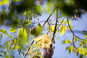 Curious White-Throated Sparrow