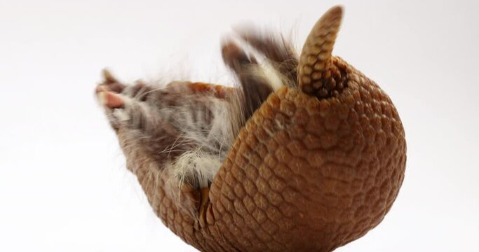 Armadillo curled into a ball on his back - close up isolated on white background