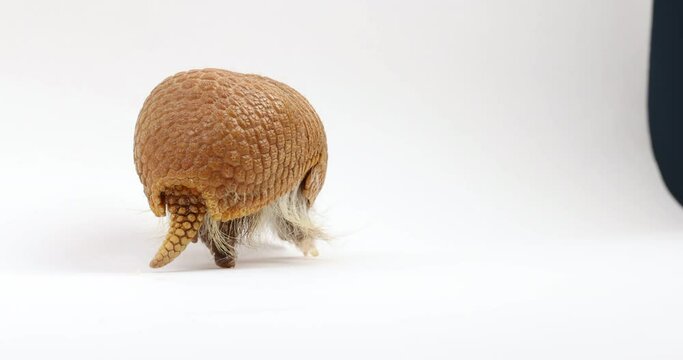 Armadillo turns around walks away from camera - isolated on white background - cute