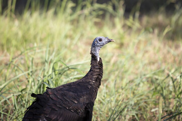 Male Wild Turkey