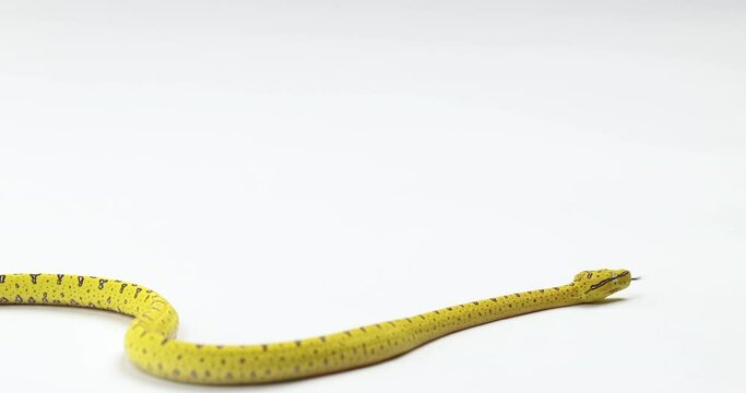Yellow green tree python slowly moves across frame hissing - isolated on white