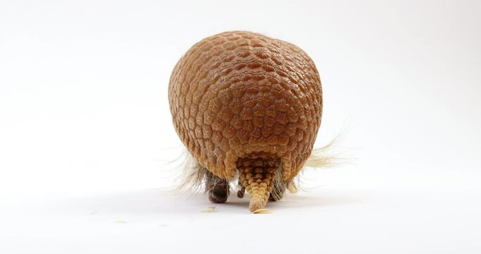 Armadillo turns and walks away from camera - isolated on white background