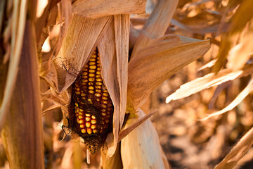 Ear of corn. Seed corn. Varietal corn.