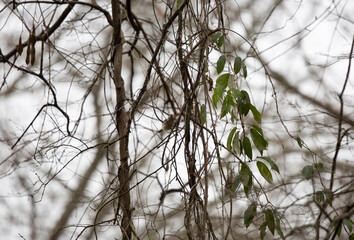 Tufted Titmouse Bird