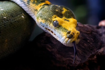 Close up of Amazing Green Tree Python From Biak Island Indonesia