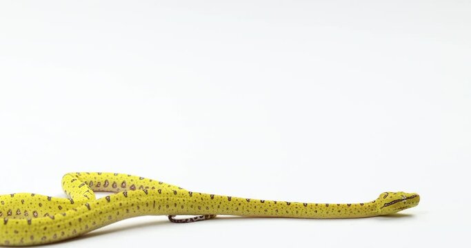 Yellow green tree python slithers across bottom of frame isolated on white background