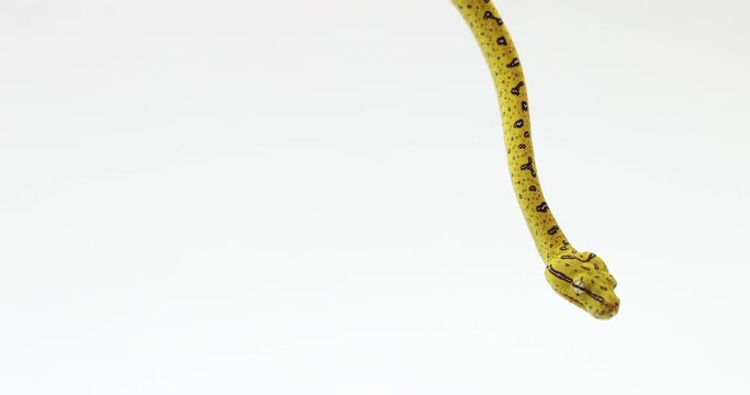 Young green tree python hanging down - isolated on white background with copy space left