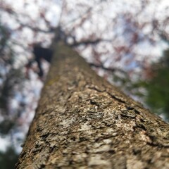 The beauty of spring is evident from the trees