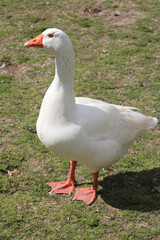 Naklejka na ściany i meble Close-up of adult white goose 