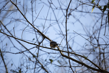 Tufted Titmouse