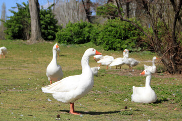 Group of geese in a meadow