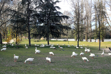 Group of geese in a meadow