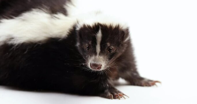 Skunk looks around - isolated on white background - close up on face
