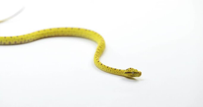 Baby Green tree python curling up - close up on face - isolated on white background