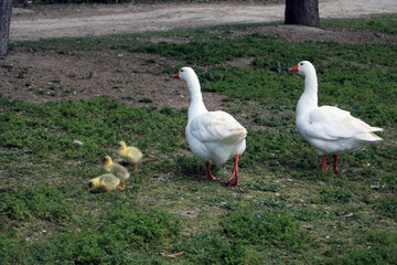 White geese with their young eating