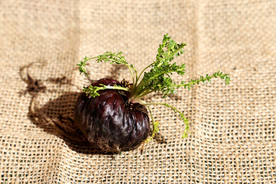 Fresh maca roots or Peruvian ginseng (lat. Lepidium meyenii) with maca products (maca powder) 