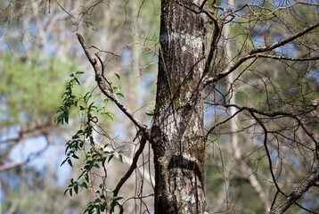 Tufted Titmouse Bird