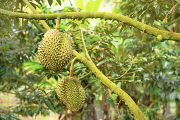 Fresh durian fruit on tree. Fruit orchards in Thailand.