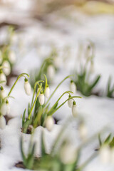 Detail of snowdrop flowers in snow growing in garden